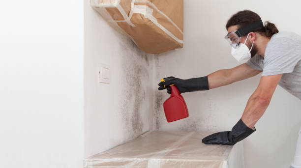 Professional Basement Mold Remediation technician working in Delray Beach, FL