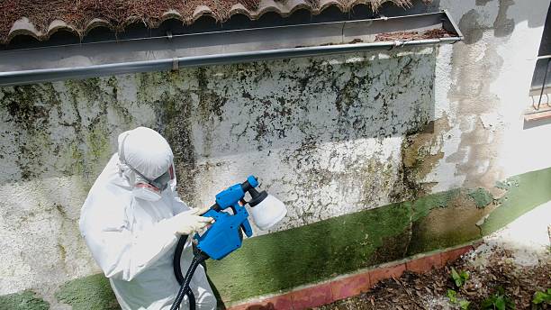 Trusted Mold Remediation service in Delray Beach, FL - Cheap Mold Removal
